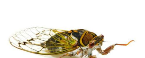 !Cicadas1