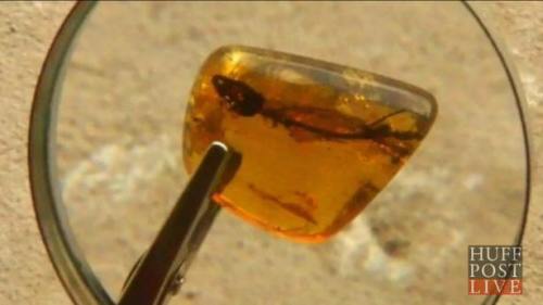 !!!LizardFossilFound1