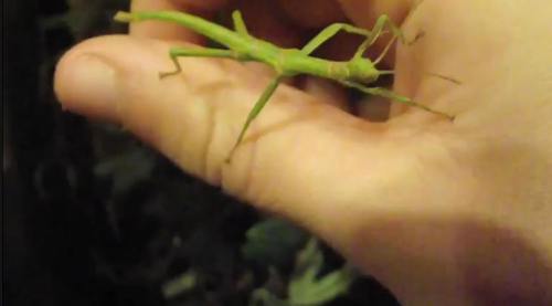 !!!!StickInsect1