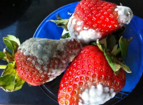 !!!!!10FactsAboutFood1