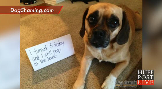 !!!!!DogsFeelNoShame1