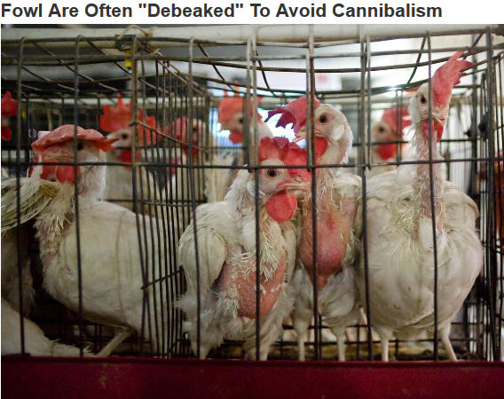 !!!!!FactoryFarming1