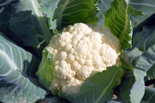 !!!!!Cauliflower1