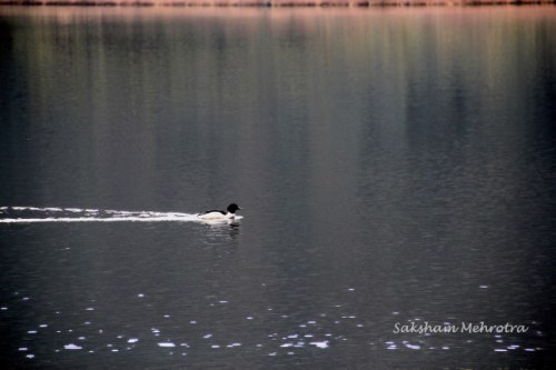A Lake Outside a Monastery in Sikkim 