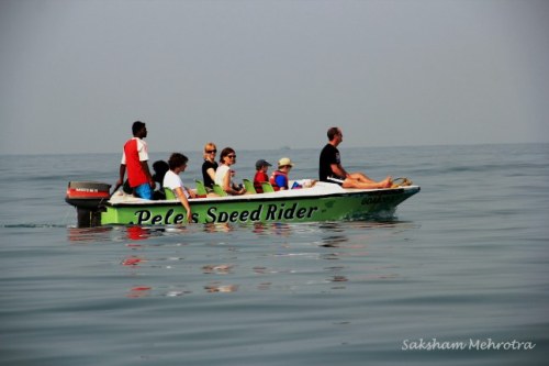 Dolphin Sighting in Goa