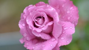 rose_flower_pink_220494