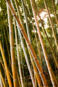 Small Bamboo Grove