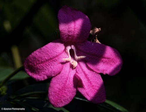 Textured Pink flower - Ajaytao
