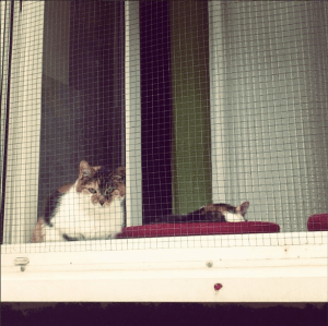 A domestic fat cat. Don't know why I really like teasing cats, especially haughty and conceited ones ;) But after all, I'd choose dog as my pet.