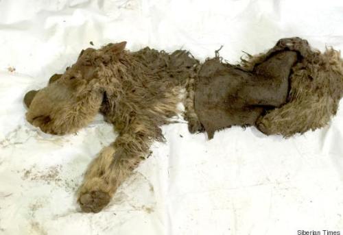 !!!!!BabyWoollyRhino1