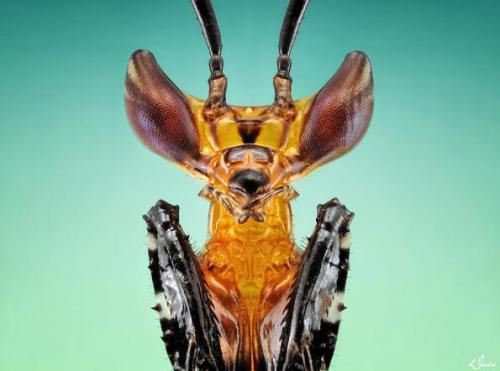 !!!!!AmazingAndRealInsects1