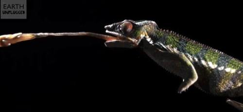 !!!!!ChameleonTongue1