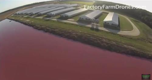 !!!!!PigFactoryFarm1