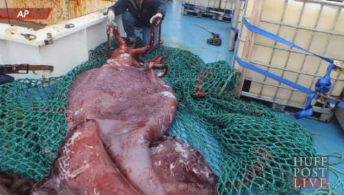 !!!!!ColossalSquidDissected1