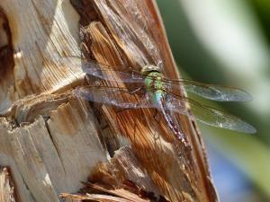 11994269_1002731003081278_1265686111_n