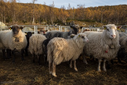Sheeps in golden light