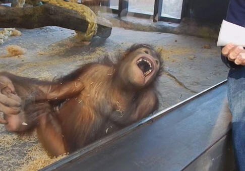 !!!!!OrangutanReaction1