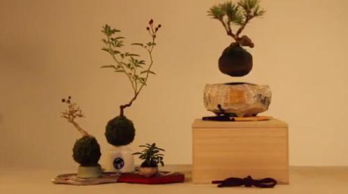 !!!!!LevitatingBonsaiTree1