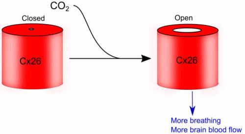 forjamesbreathingmolecule1