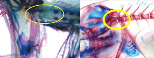 forjamesdragonfishflexiblehead1